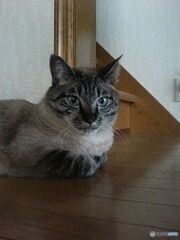 亡愛猫　１　