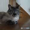 亡愛猫　１　