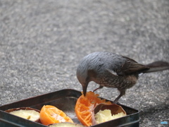 盗撮７　食事中