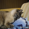 亡愛猫　５　苦しくない