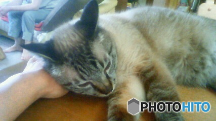 亡愛猫　４　丁度いい枕