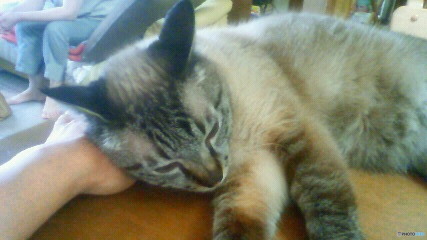 亡愛猫　４　丁度いい枕