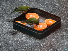 盗撮３　食事中