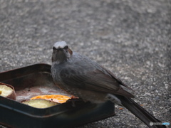 盗撮９　バレター