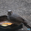 盗撮９　バレター