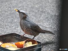 盗撮８　食事中