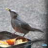 盗撮８　食事中