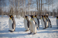 ペンギン大行進