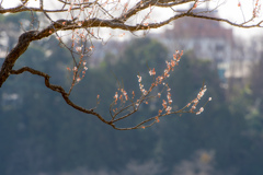 梅１