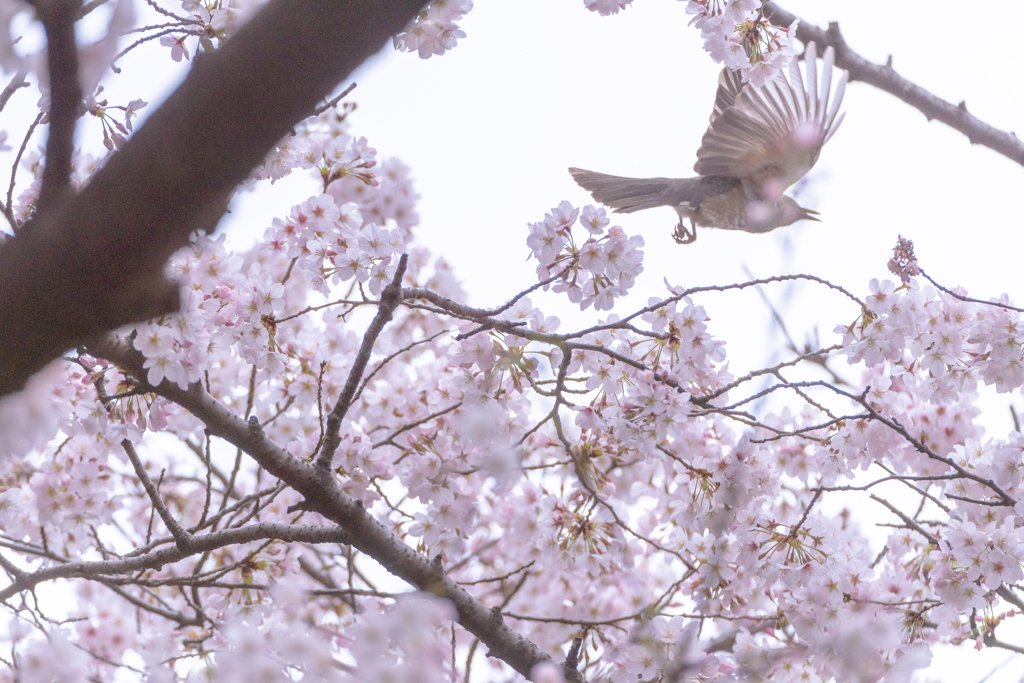 さくらと鳥と