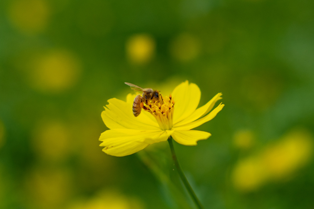 花に誘われる虫たち２