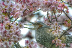 早桜に囲まれて