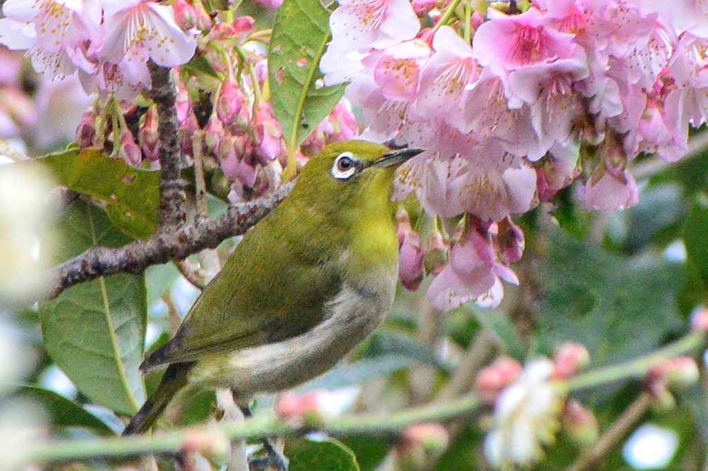 花とメジロ