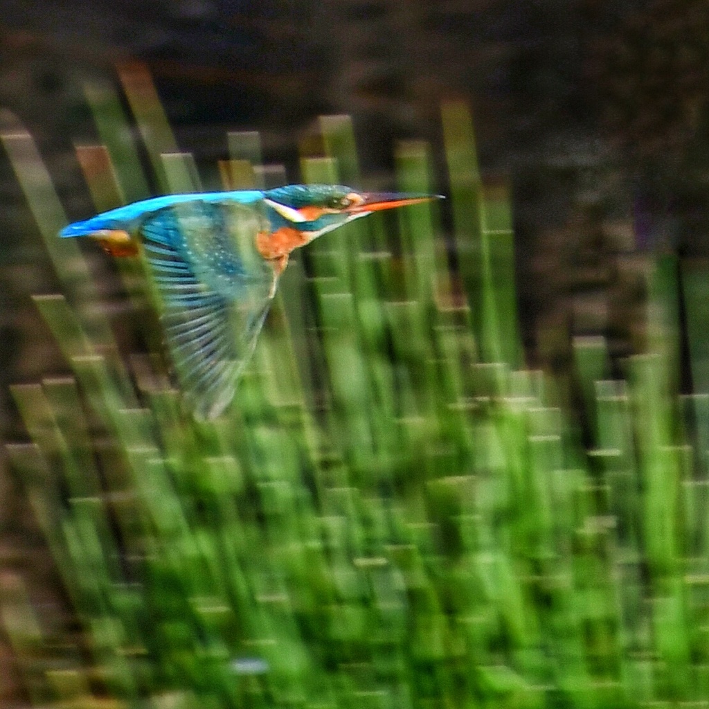 DSC_カワセミ
