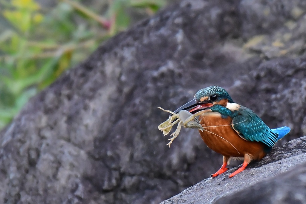 カワセミ