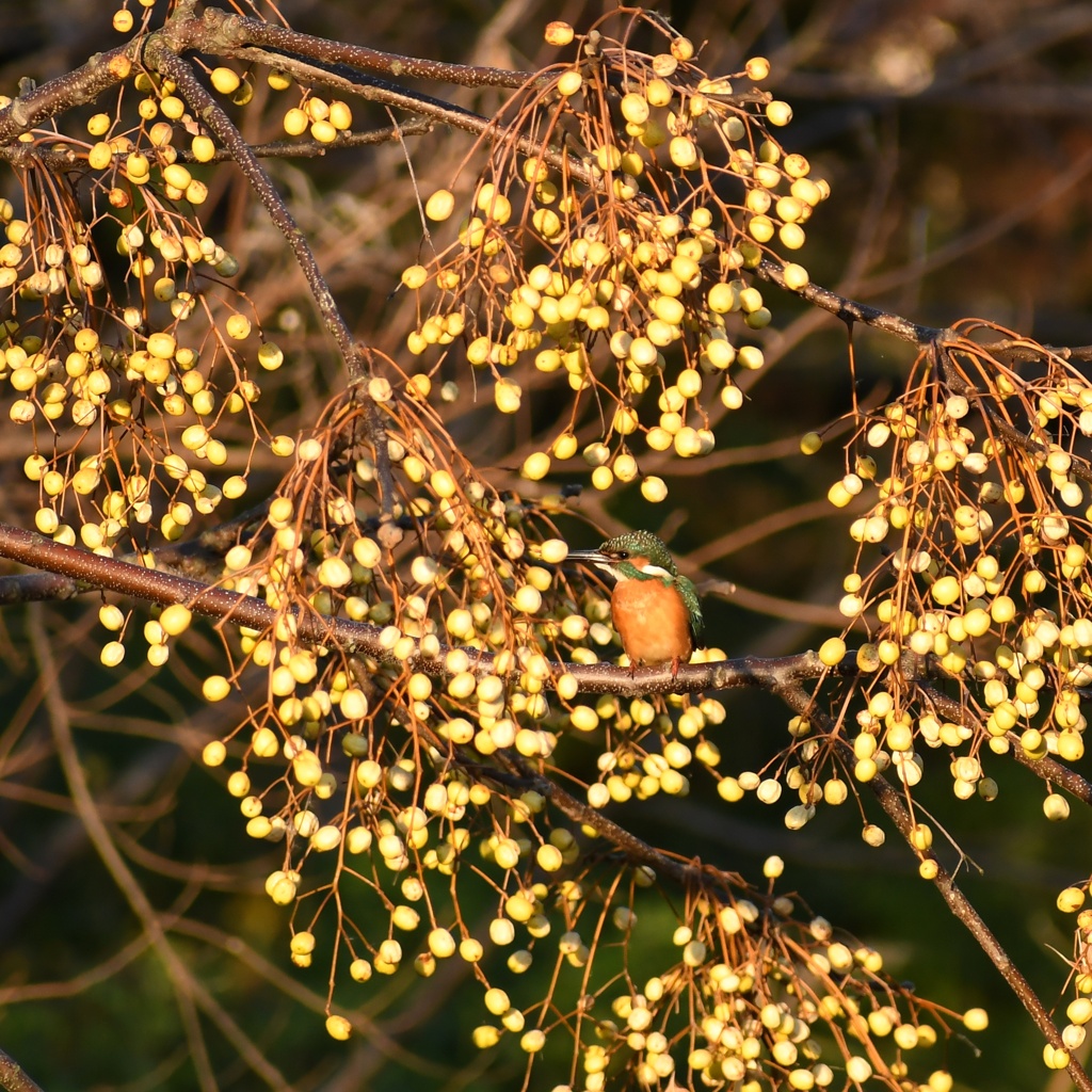 金色の花火に願いを込めて