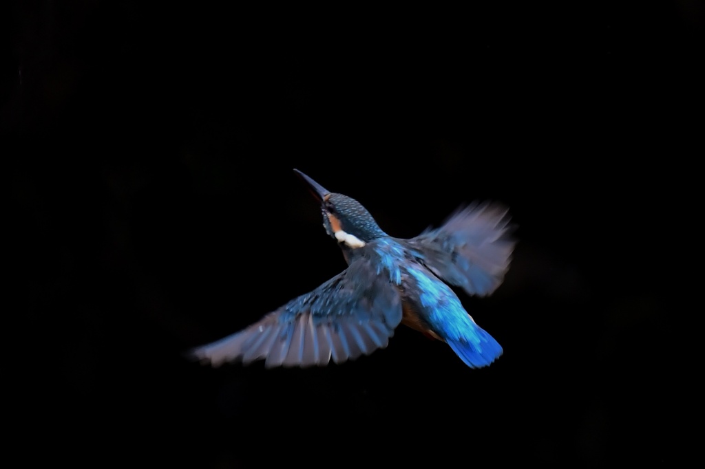 カワセミ