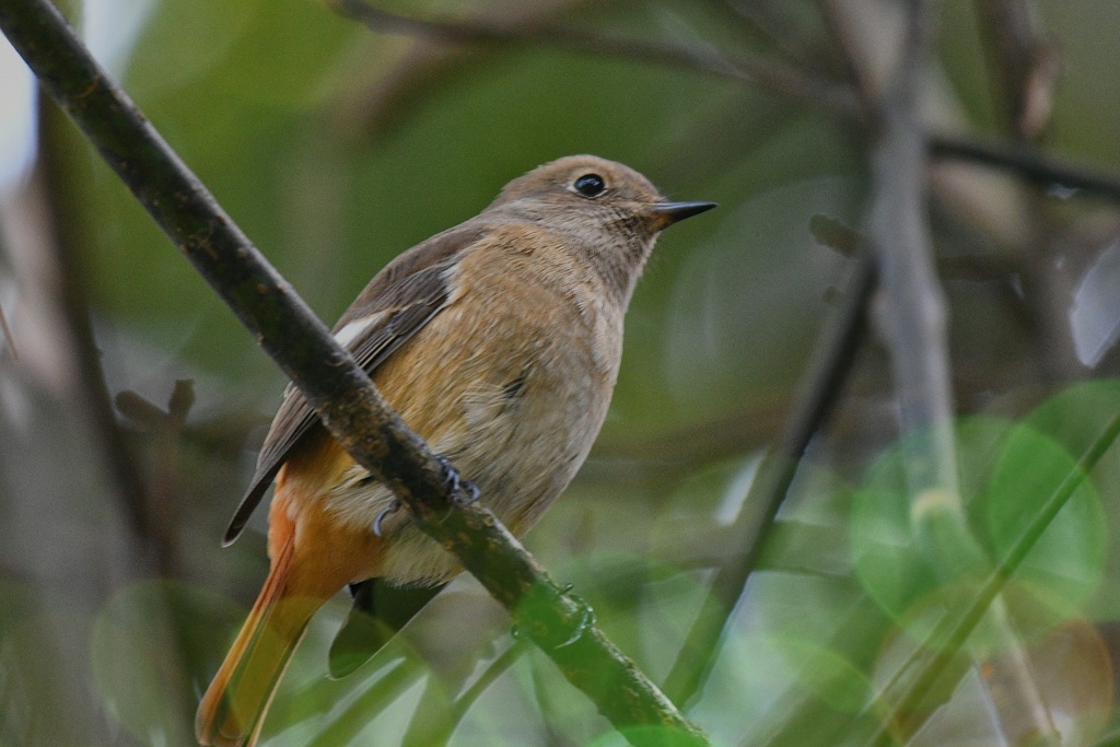 近来茶鳥