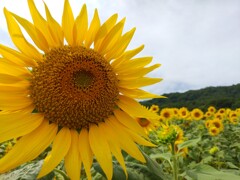 三の倉スキー場のひまわり