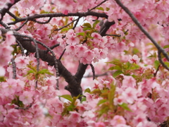 河津桜