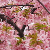 河津桜
