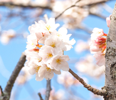 桜