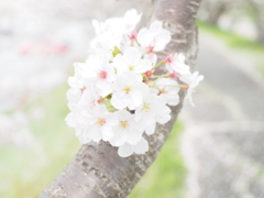 春に包まれて