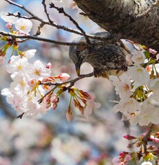 狙いすまし