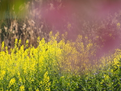 菜の花