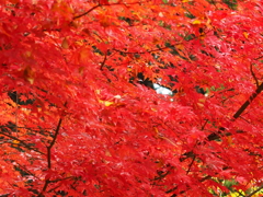 紅葉