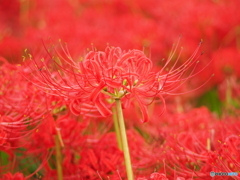 彼岸花