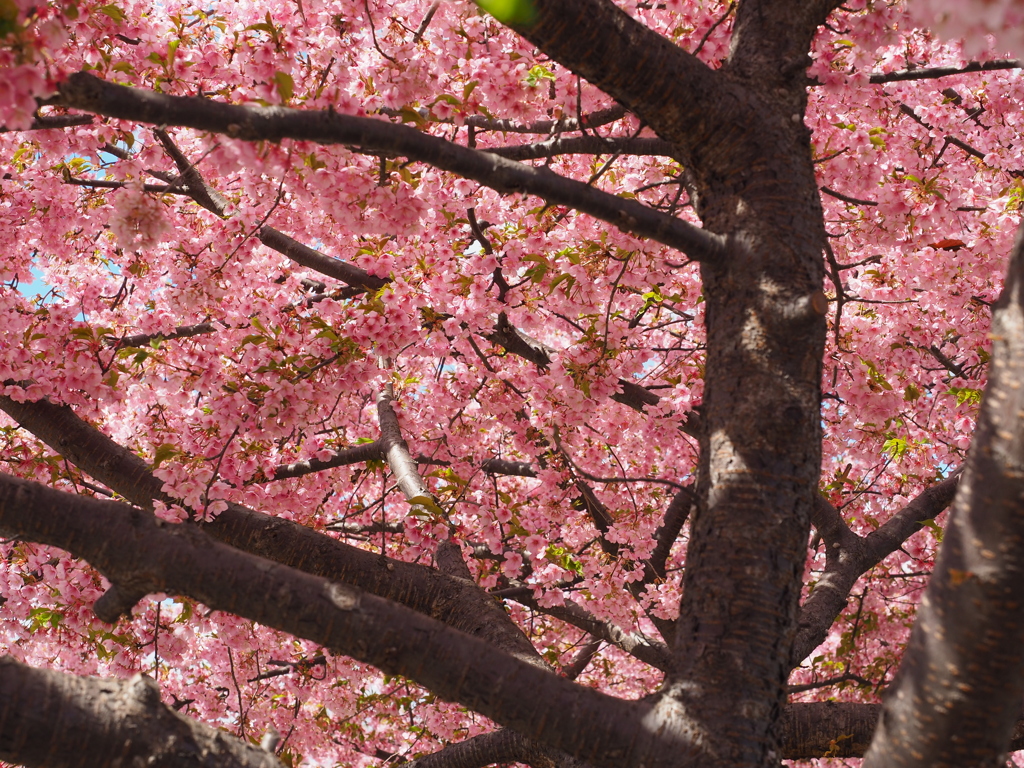 桜カーテン