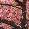 桜カーテン