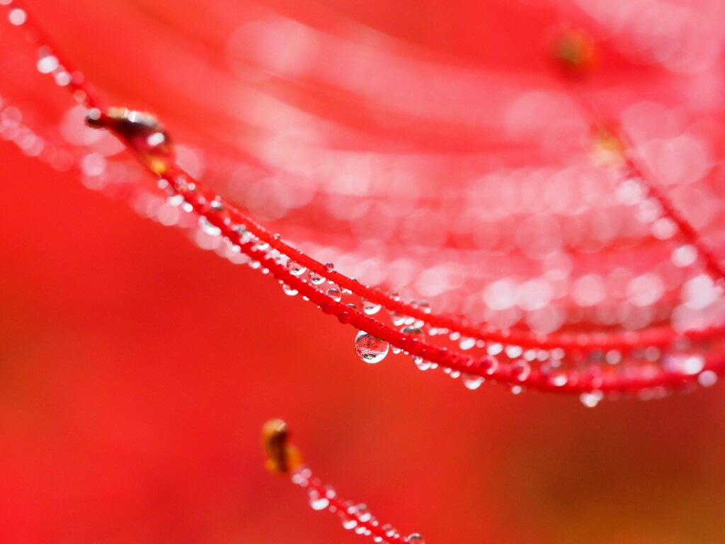 彼岸花