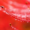 彼岸花