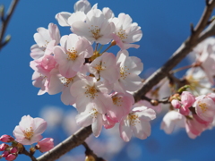 開花宣言
