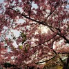 河津桜　七工匠