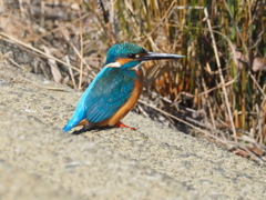 カワセミ君