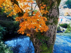 紅葉