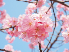 河津桜