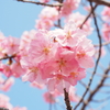 河津桜