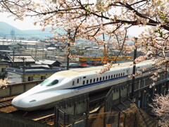 新幹線 桜