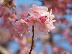 河津桜