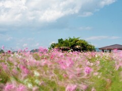 風のいたずら