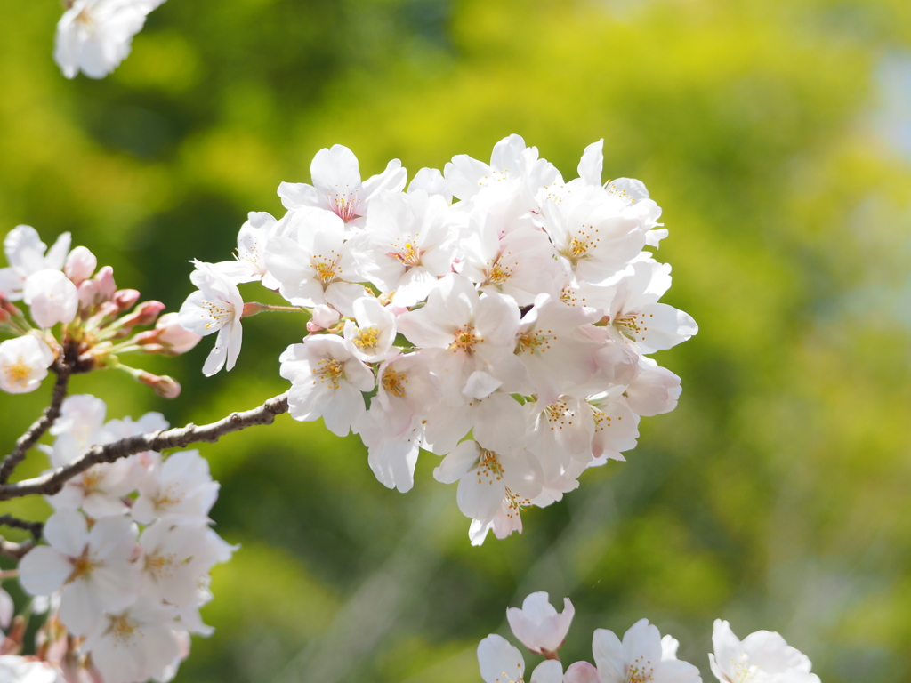 桜ドライブ