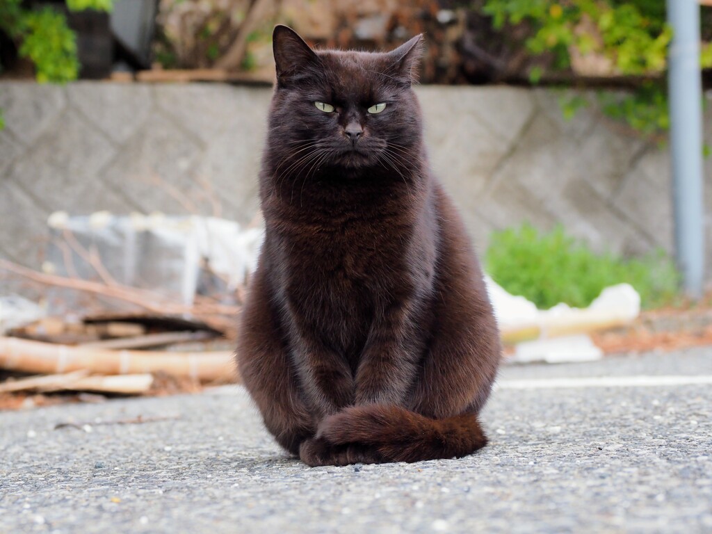 ドヤ顔