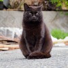 ドヤ顔