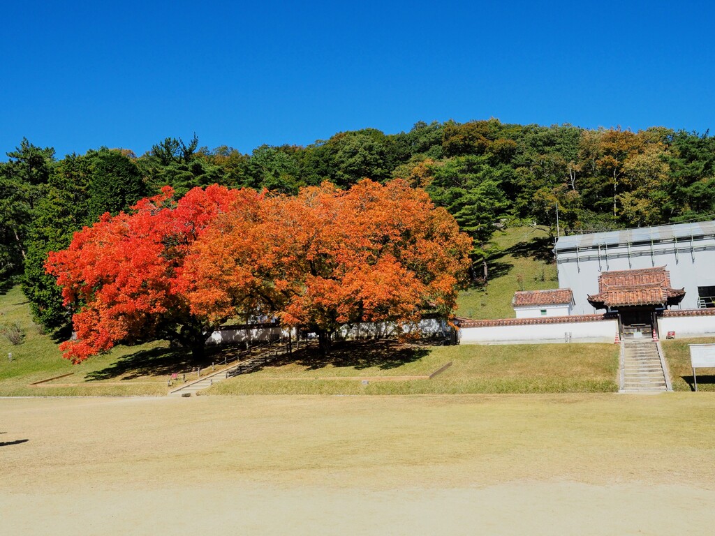 紅葉