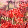 彼岸花