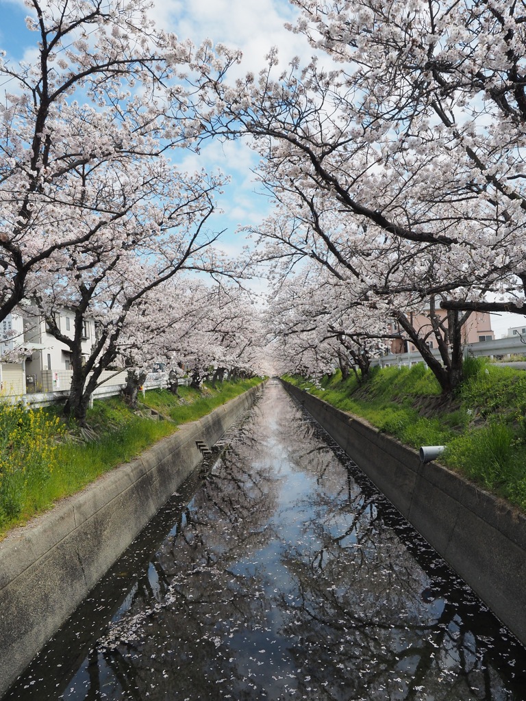 桜トンネル